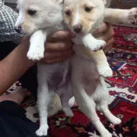 توله سگ