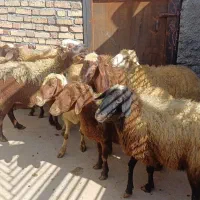 ۸گوسفند میش جوان آبستن سنگین/۳ راس قوچ شیره دار