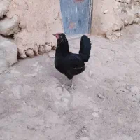 مرغ گلین