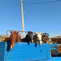 فروش خرید اسب مادیان