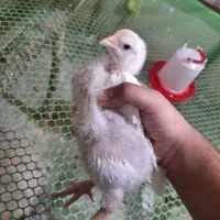 جوجه یکماهه نژاد لگهورن تخمگذار