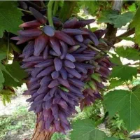 گرانترین انگور جهان روبی رومن ژاپن