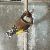 ماده سهره مست کارداده کهنه