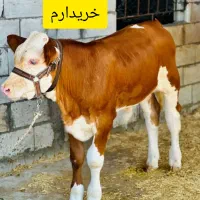 خرید فروش گاو گوساله