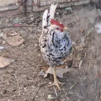 بوقلمون و مرغ و خروس و جوجه