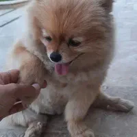 سگ پامر