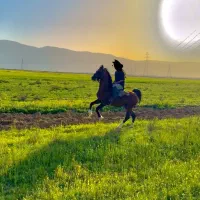سیلمی جهت کشش