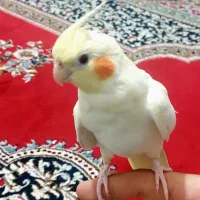 فروش عروس هلندی نر لوتینو
