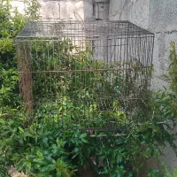 قفس پرنده