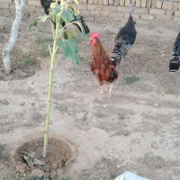 خروس جوان معاوضه با مرغ