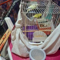 مرغ عشق یک جفت نرو ماده