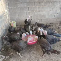 ۸ عدد بوقلمون محلی ماده تخمگذار