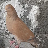 کبوترطلایی وپرتقالی