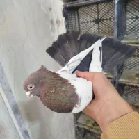 یک جفت کبوتر بشرط