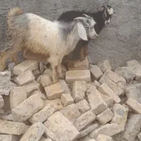 بزعاله نر
