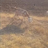 4راس بز گوش دراز دشتی