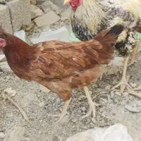مرغ خروس کتوله