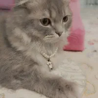 گربه|گربه|مشهد, شهرک امام هادی (شهرک غرب)|دیوار