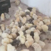 جوجه رسمی