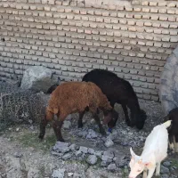بره نر|حیوانات مزرعه|گرگان, |دیوار