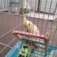 طوطی عروس مولد