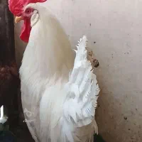 یک عدد خروس سفید