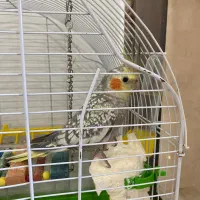 عروس هلندی ماده