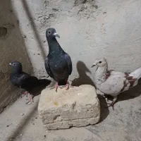 کفتر|پرنده|سراوان, |دیوار