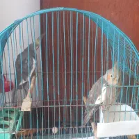 طوطی عروس