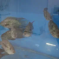 ماهی زینتی