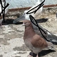 دوتا کفتر پرشی