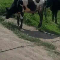 گوساله