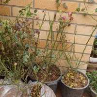 گل کاغذی|گل و گیاه طبیعی|اهواز, کوی مهدیس|دیوار