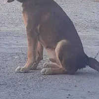 ژرمن ورک لاین نر