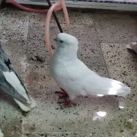 کفتر کبوتر