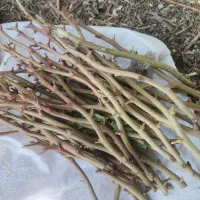 انواع ارقام پیوندک پسته