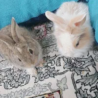 خرگوش