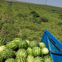میوه|عمده‌فروشی|مشگین شهر, |دیوار
