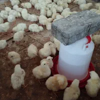 جوجه گوشتی نژادراس اصلی