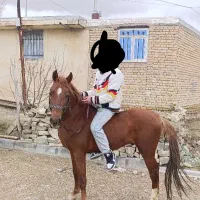 اسب کرد فوری فوری|اسب و تجهیزات اسب‌سواری|سردرود, |دیوار