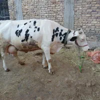 گاو سیمینتال شیری
