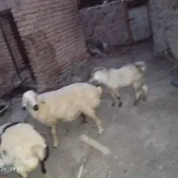 بره و نری فروشی