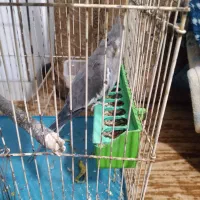 عروس هلندی