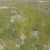 زمین خانه باغ ویلا