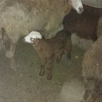 گوسفند همراه با بره