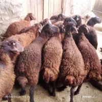 بره گله گرد پای پلوار جفتی 70کیلو درجه یک