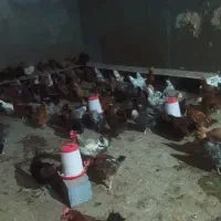 75 عدد مرغ تخمگذار محلی گلپایگان