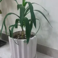 یوکا و اگلونما برفی