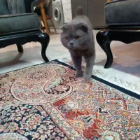 گربه