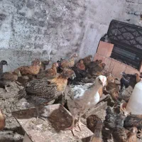 جوجه دوماهه
